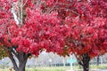 Autumn colors of Callery pear, Pyrus calleryana Golden Blaze Royalty Free Stock Photo