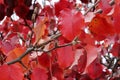 Autumn colors of Callery pear, Pyrus calleryana Golden Blaze Royalty Free Stock Photo