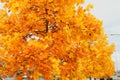 Autumn colors on the city tree Royalty Free Stock Photo