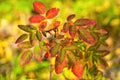 Autumn colors, close-up view of rosehip bush, orange and yellow leaves of bush