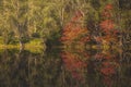 Autumn colors. Colorful trees with pond, reflection