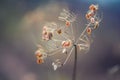 Autumn Colors. Dried out plant chervil forest in autumn lights colors and macro shots. Sunset meadow background Royalty Free Stock Photo