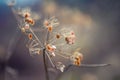 Autumn Colors. Dried out plant chervil forest in autumn lights colors and macro shots. Sunset meadow background Royalty Free Stock Photo