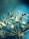 Autumn Colors. Dried out plant chervil forest in autumn lights colors and macro shots. Royalty Free Stock Photo