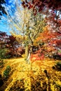 Autumn Colors in Eikando Temple, Kyoto, Kansai, Japan Royalty Free Stock Photo