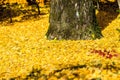 Autumn Colors in Eikando Temple, Kyoto, Kansai, Japan Royalty Free Stock Photo