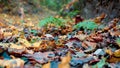 Autumn colors. Fallen leaves. Late autumn, yellow rotten leaves on the ground. Selective focus. Blurred background