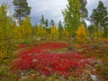 Autumn colors in the finnish taiga Royalty Free Stock Photo