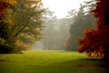 Autumn colors in the foggy forest