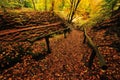 Autumn colors in the forest Royalty Free Stock Photo