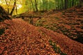 Autumn colors in the forest Royalty Free Stock Photo
