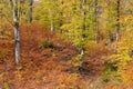 Autumn colors in the forest, beauty of nature Royalty Free Stock Photo