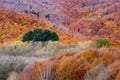 Autumn colors in the forest. Montseny, Spain.