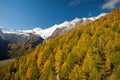 Autumn colors of the forest in Saas Fee