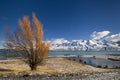 Autumn colors and fresh snow on Lake Pukaki, New Zealand