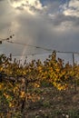 Autumn colors grapes vine growing in a field in front of a beautiful rainbow Royalty Free Stock Photo