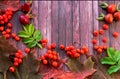 Orange rowan berries,rose hips and maple leaves lie on a hard surface