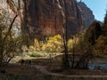 Hikers along the Virgin River in Zion