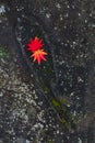 Autumn colors. Korean maple leaves on dark rock surface