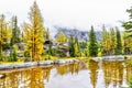 Autumn Colors at Lake O`Hara in the Canadian Rockies Royalty Free Stock Photo