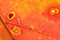 Autumn colors leaf detail Royalty Free Stock Photo