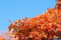 Autumn colors leaves of liquid amber tree against blue sky Royalty Free Stock Photo