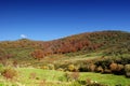 Autumn colors in the lions field