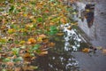 Autumn colors in a London street. Green and yellow leaves on the wet pavement Royalty Free Stock Photo