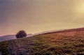 Autumn colors and lonely tree in the Swiss fields and countryside with analogue photography - 2