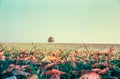 Autumn colors and lonely tree in the Swiss fields and countryside with analogue photography - 4