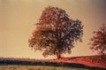 Autumn colors and lonely tree in the Swiss fields and countryside with analogue photography - 1