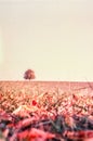 Autumn colors and lonely tree in the Swiss fields and countryside with analogue photography - 7