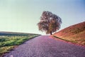 Autumn colors and lonely tree in the Swiss fields and countryside with analogue photography - 3