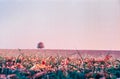 Autumn colors and lonely tree in the Swiss fields and countryside with analogue photography - 6