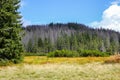 Autumn colors medaow in Tatra Mountains with pine trees and spruces, and dry yellow grass on Rowien Waksmundzka Glade, Poland Royalty Free Stock Photo