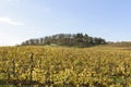 Fall Colors of Mid Willamette Valley Vineyards in Western Oregon Royalty Free Stock Photo