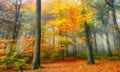 Autumn colors in the misty forest Royalty Free Stock Photo