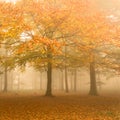 Autumn colors on a misty morning, beautiful trees in the forest in Denmark