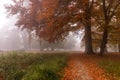 Autumn colors on a misty morning, big trees and path in the forest in Denmark