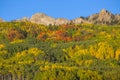 Autumn Colors on the Mountain on Kebler Pass, Crested Butte, Colorado Royalty Free Stock Photo