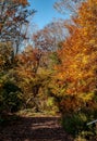 Autumn colors - National Arboretum, Washington DC
