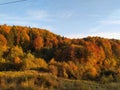 Autumn colors. Nature in the most beautiful reddish yellow colors