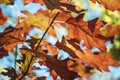 Autumn colors of Northern red oak tree leaves in closeup Royalty Free Stock Photo