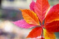 Autumn colors in october. Red leaves with blur background. Copyspace Royalty Free Stock Photo