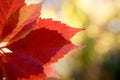 Autumn colors in october. Red leaves with blur background. Copyspace Royalty Free Stock Photo