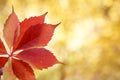 Autumn colors in october. Red leaves with blur background. Copyspace Royalty Free Stock Photo