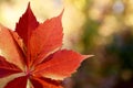 Autumn colors in october. Red leaves with blur background. Copyspace Royalty Free Stock Photo