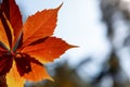 Autumn colors in october. Red leaves with blur background. Copyspace Royalty Free Stock Photo