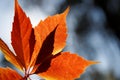 Autumn colors in october. Red leaves with blur background. Copyspace Royalty Free Stock Photo