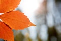 Autumn colors in october. Red leaves with blur background. Copyspace Royalty Free Stock Photo